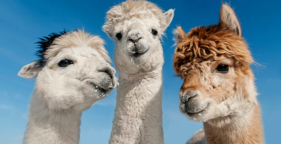 Test de cultură generală. Care este diferența dintre lama și alpaca?