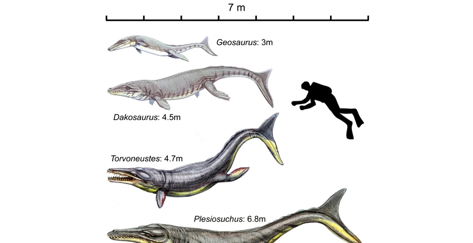 A fost descoperit Tyrannosaurus rex al apelor: fiorosul Plesiosuchus