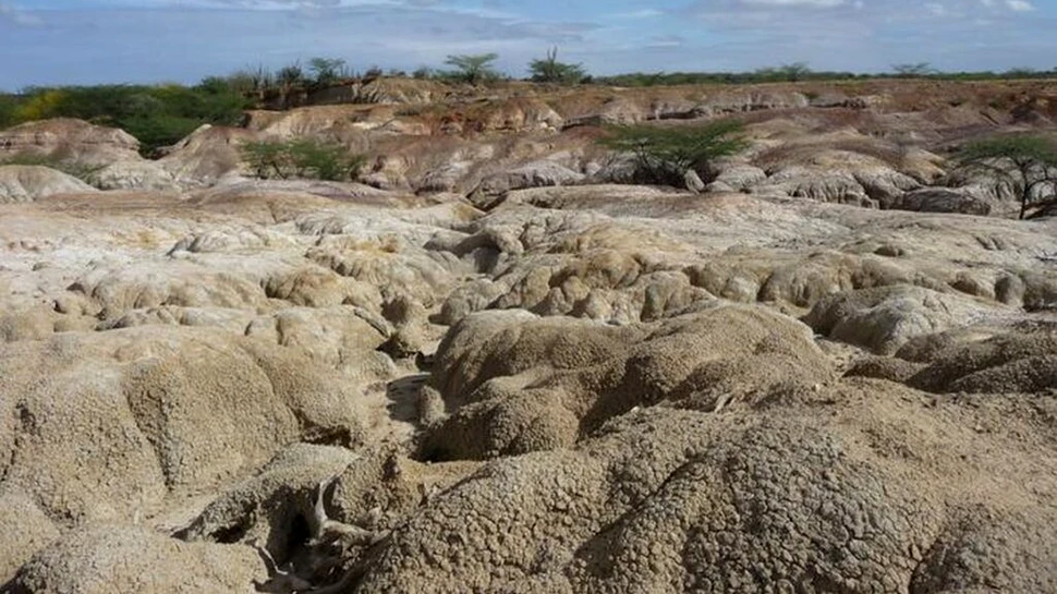 Fosilele de Anaconda arată de ce sunt acești șerpi atât de mari