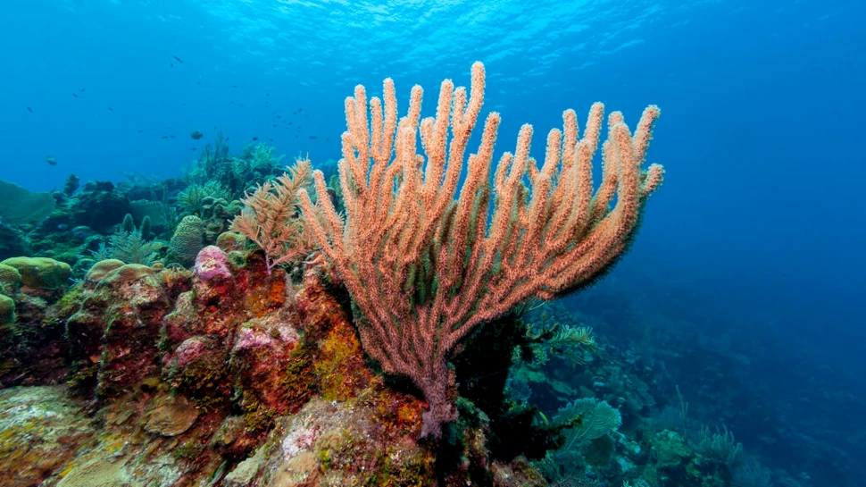 Peste 1.000 de corali tineri, plantați în recifurile din Florida pentru a salva un ecosistem pe cale de dispariție