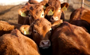 20 de companii de carne și lactate emit mai multe gaze cu efect de seră decât Germania, Marea Britanie sau Franța