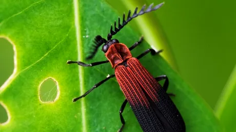 Cercetătorii au numărat din nou câte insecte sunt pe Pământ, iar rezultatul a depășit așteptările