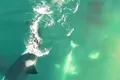 Imagini în premieră mondială arată marele rechin alb devorat de orci