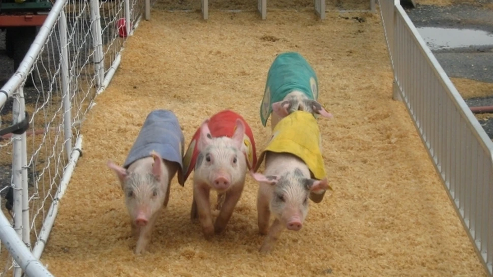 Porcii sunt genetic structuraţi să iubească noroiul