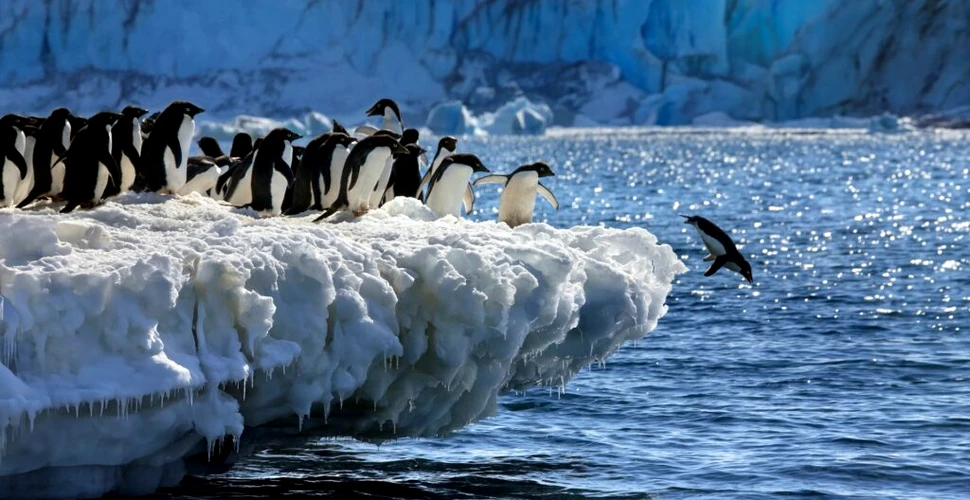Excrementele de pinguin ar putea ajuta la răcirea Antarcticii
