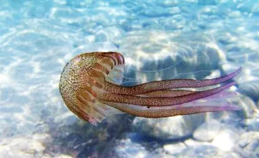 Meduzele – adevaratii stapani ai oceanelor