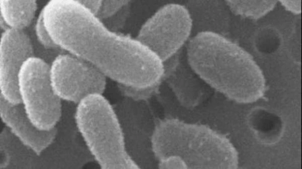 Microbii din gheata Groenlandei, model de supravietuire