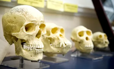 Arborele genealogic uman ar trebui refăcut, argumentează un nou studiu