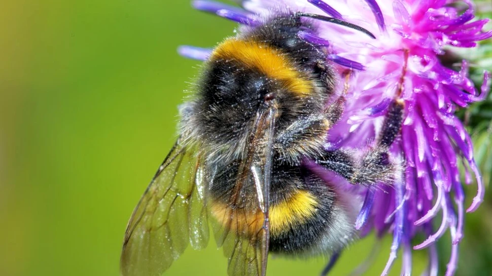 Cum rezistă reginele albinelor la inundațiile de iarnă?