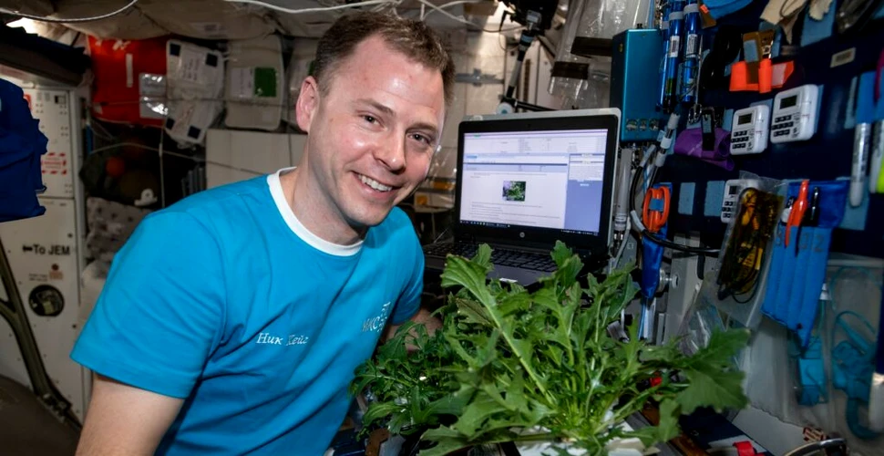 Salata de pe Stația Spațială Internațională nu este atât de sănătoasă pe cât s-a crezut
