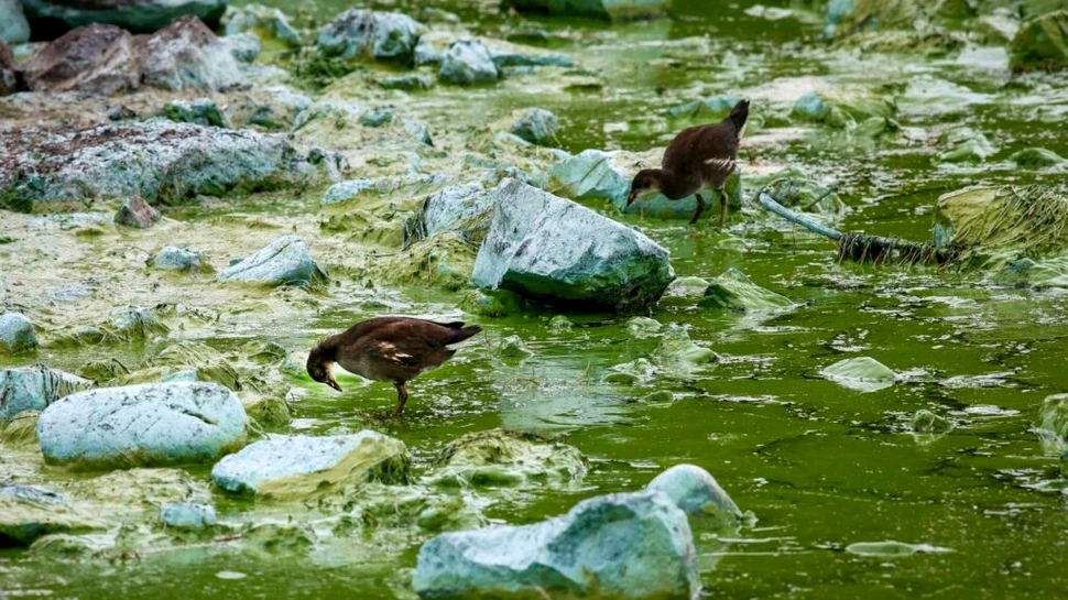 Cel mai mare lac din Marea Britanie „este pe moarte”