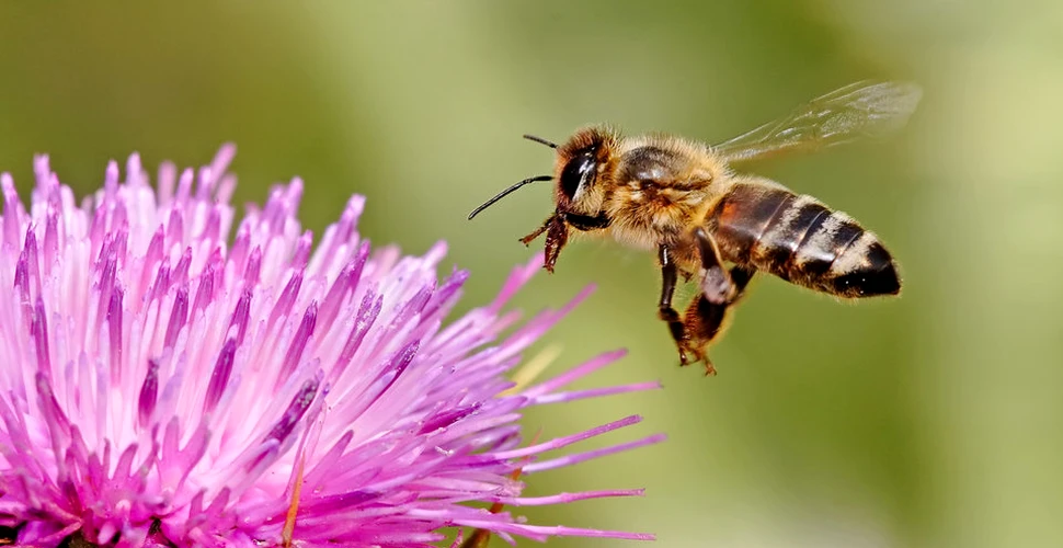 Rolul albinelor în polenizare este supraestimat. Ce alte insecte ajută în realitate la dezvoltarea plantelor şi florilor
