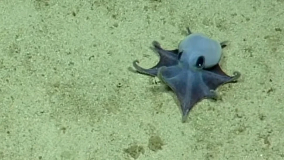 O nouă specie de caracatiță adorabilă a fost descoperită în apropierea Insulelor Galapagos