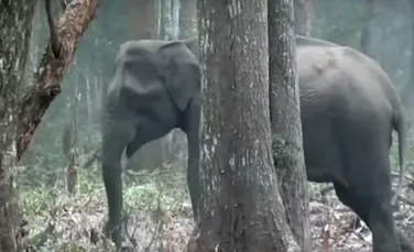 Imagini incredibile cu un elefant ce inhalează fum