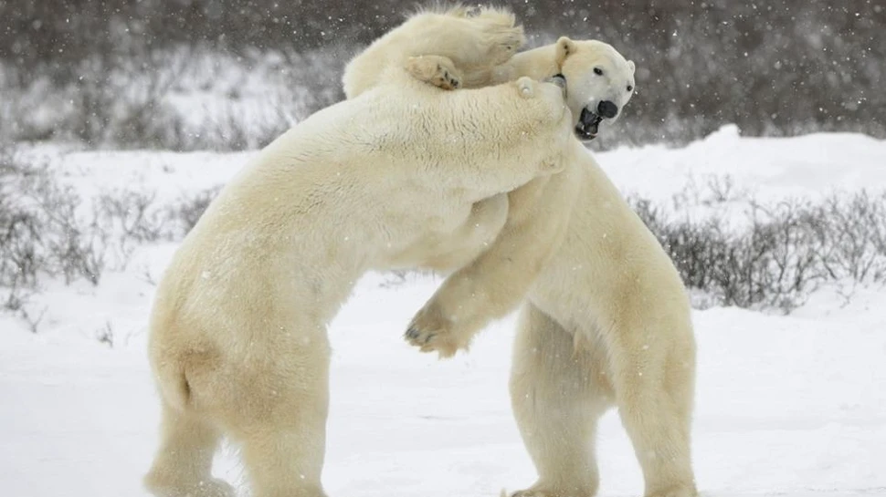 Urşii polari pierd în greutate din cauza topirii gheţarilor din Arctica
