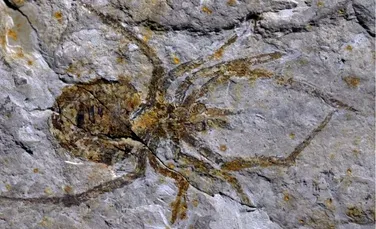 Înşelătorie? O fosilă a unui păianjen gigant s-a dovedit a fi o fosilă de rac pe care au fost pictate picioare