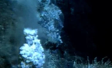 Au fost descoperite forme de viata in subsolul oceanului