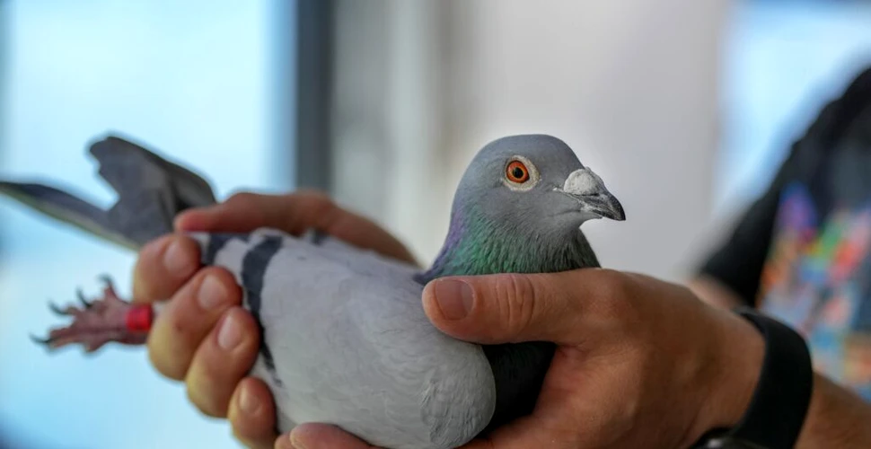 Un porumbel suspectat de spionaj a fost ținut 8 luni în captivitate în India