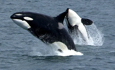 Cine vrea să-i ajute pe biologi să „înţeleagă” balenele?