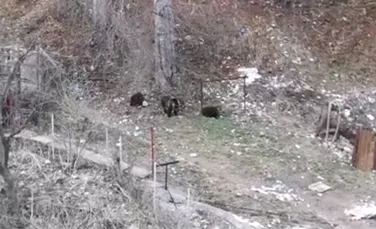 Copii filmaţi în timp ce se jucau la câţiva zeci de metri de o ursoaică cu doi pui, în Buşteni