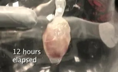 Inimile umane crescute în laborator devin realitate (VIDEO)
