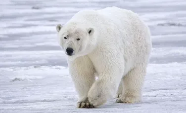 Urşii polari sunt mai „bătrâni” decât se credea