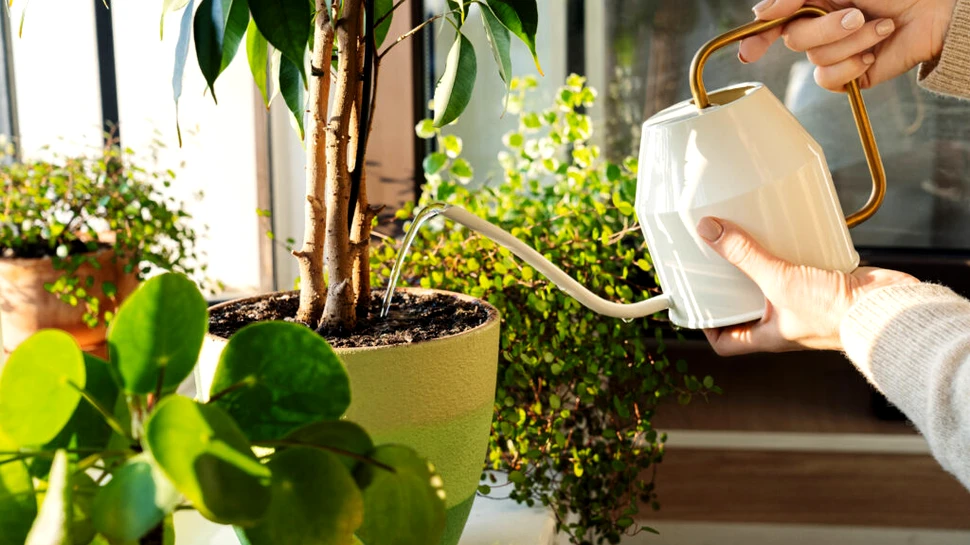 Studiu revoluționar: Plantele elimină din aer toxinele care cauzează cancer