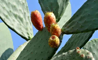 Planta de cactus ar putea revoluționa „combustibilul viitorului”