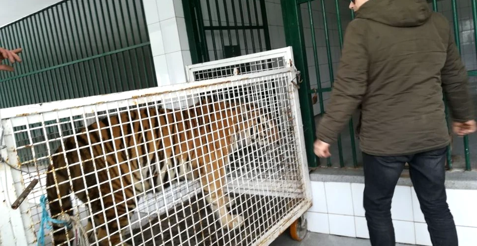 Doi tigri care aparţineau Circului Metropolitan din Bucureşti sunt găzduiţi de către Grădina ZOO din Galaţi