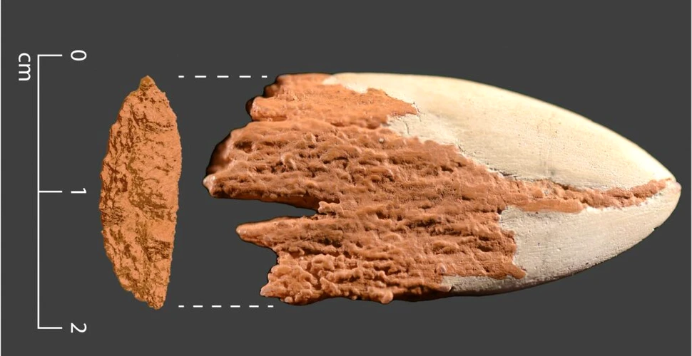 Cercetătorii au descoperit cel mai vechi vârf de proiectil din os din Americi