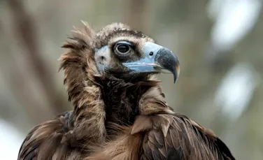 De la morbiditate la putere și protecție: ce semnificații au vulturii în diferite culturi ale lumii?