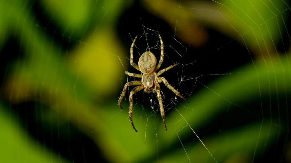 Un nou model statistic ajută cercetătorii să identifice speciile „invizibile” din ecosisteme