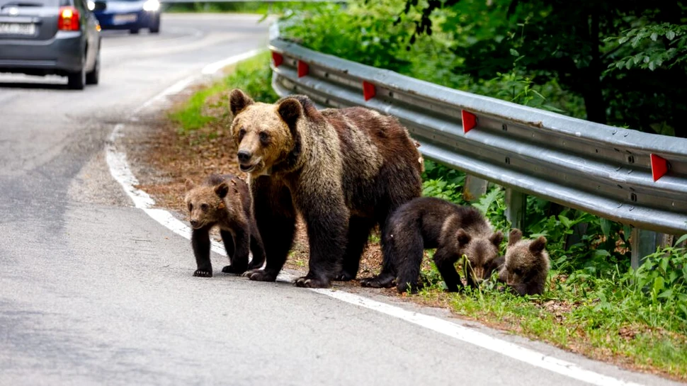 Ce amendă au primit doi români după ce au hrănit un urs din mașină?