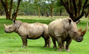 10 lucruri fascinante pe care trebuie să le ştii despre rinoceri