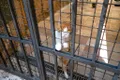 Cum ajuta o pisică deținuții dintr-un penitenciar din Rusia să facă rost de droguri?