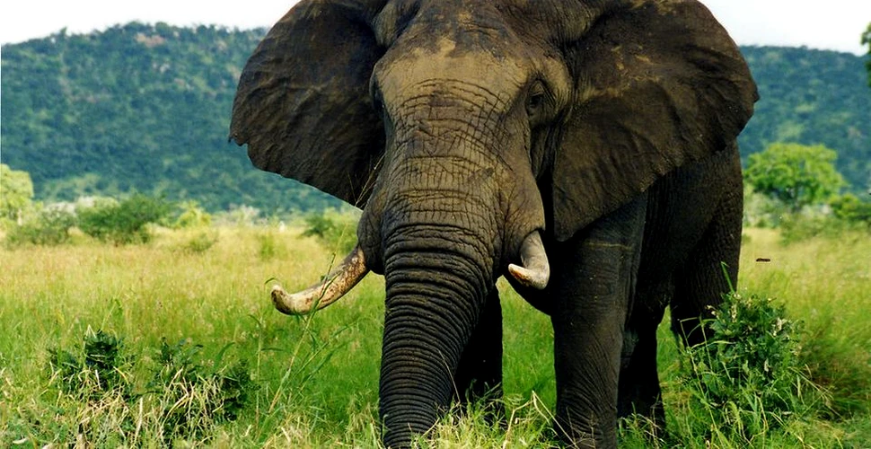Prim-ministrul din Laos a sprijinit traficul cu animale sălbatice. În 2014 au fost ucişi peste 16.000 de elefanţi. Acum specia este pe cale de dispariţie