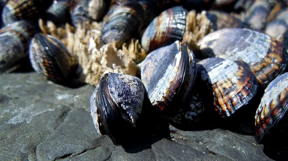 Flatulenţele scoicilor îi îngrijorează pe specialiştii în schimbări climatice. Aproximativ 10% din gazele cu efect de seră de la nivel global sunt produse de crustacee