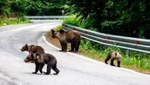Invazie de urși la Brașov. Sute de alerte în primele luni ale anului