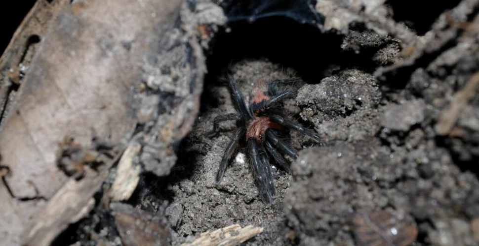 Tarantulele sunt de neoprit, chiar și atunci când își pierd din picioare