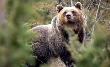 Cum a condus interacțiunea umană la scăderea agresivității urșilor?