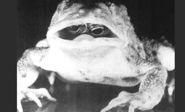 Mutaţie genetică bizară: această broască are ochii în gură