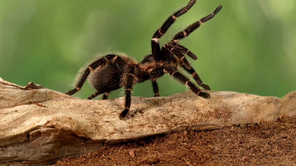 Test de cultură generală. Câți genunchi are un păianjen?