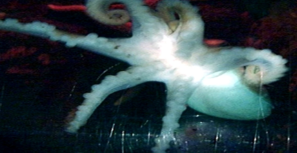 A fost descoperita caracatita cu 6 tentacule