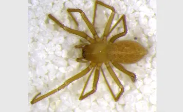 A fost descoperită o nouă specie de păianjen transparent
