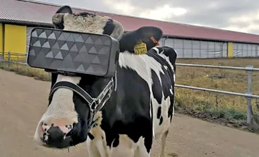 Modul inedit prin care vacile reuşesc să producă mai mult lapte într-o fermă din Rusia