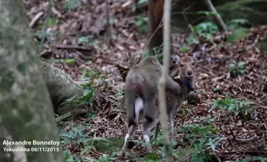 Eveniment bizar filmat de cercetători: o maimuţă încearcă să se împerecheze cu o căprioară