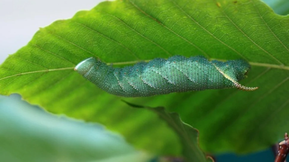 O omida se apara de pasari… fluierand