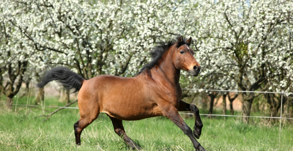 Povestea cailor huţuli: singura rasă de cai autentic românească