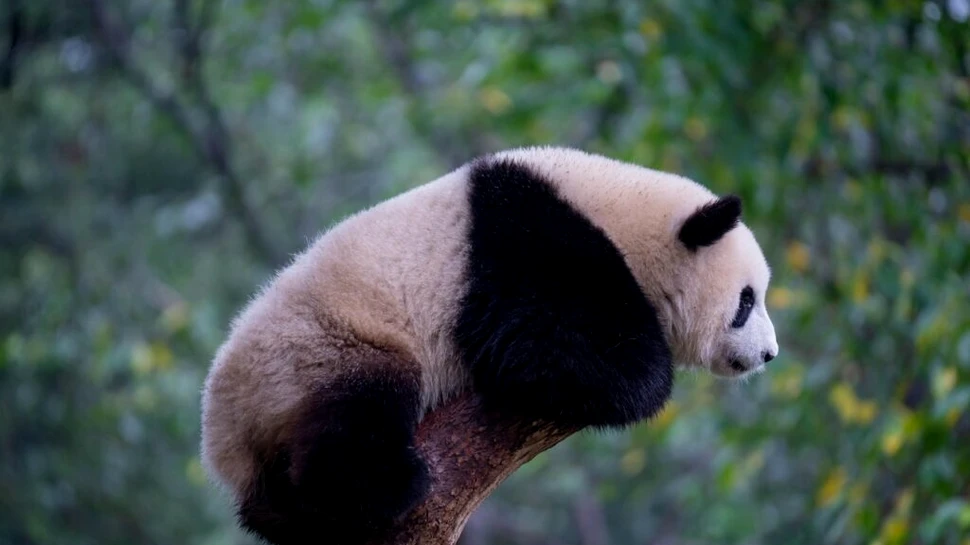 Casa Albă transmite că SUA ar primi cu brațele deschise urșii panda din China