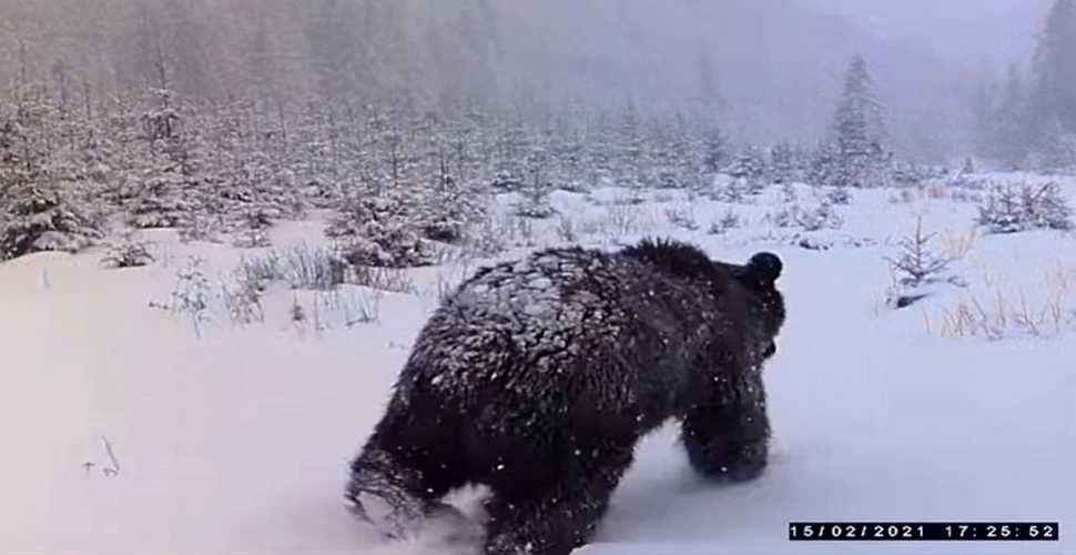 Doi urși simpatici surprinși în timp ce inspectează o cameră de monitorizare a faunei